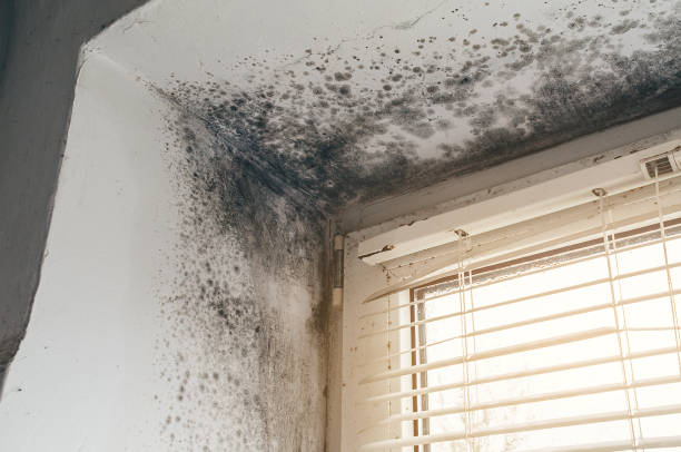 Affordable Black Mold Remediation solutions in Shawboro, NC